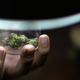 A customer holds up a piece of cannabis at the Highland Cafe on the first day of removing it from the narcotics list under Thai law in Bangkok, Thailand, June 9, 2022. REUTERS/Athit Perawongmetha